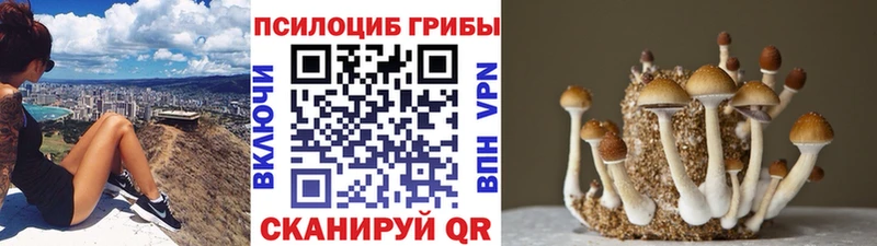 Купить где  Озёры  Галлюциногенные грибы GOLDEN TEACHER 